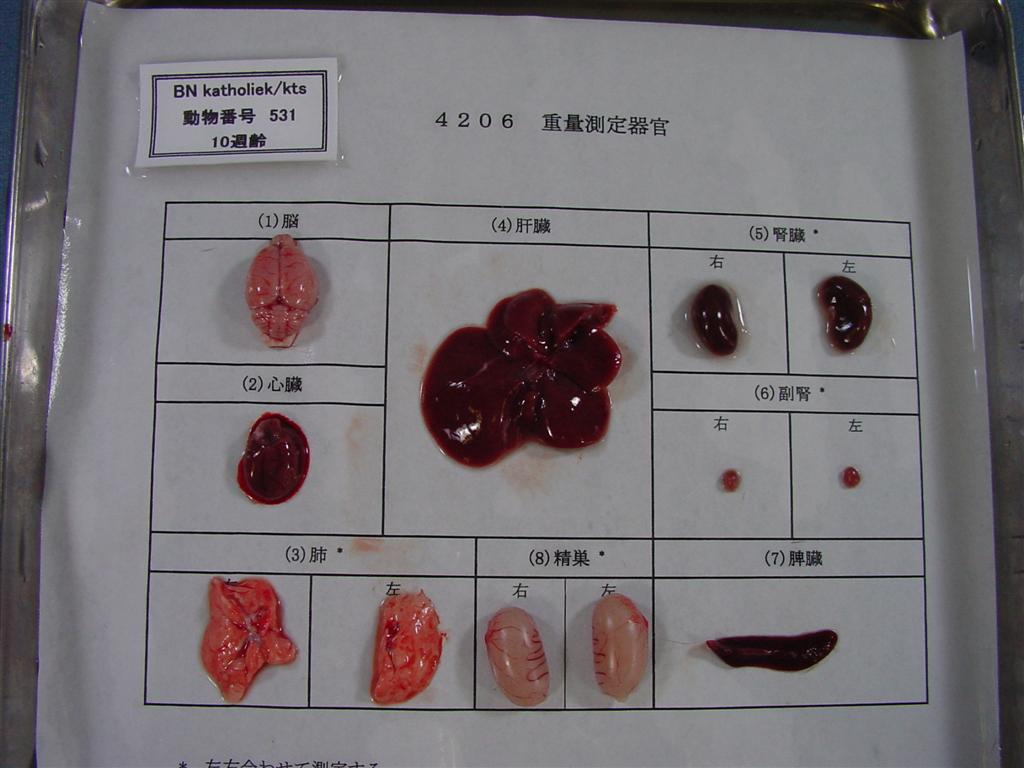 Rat Strains